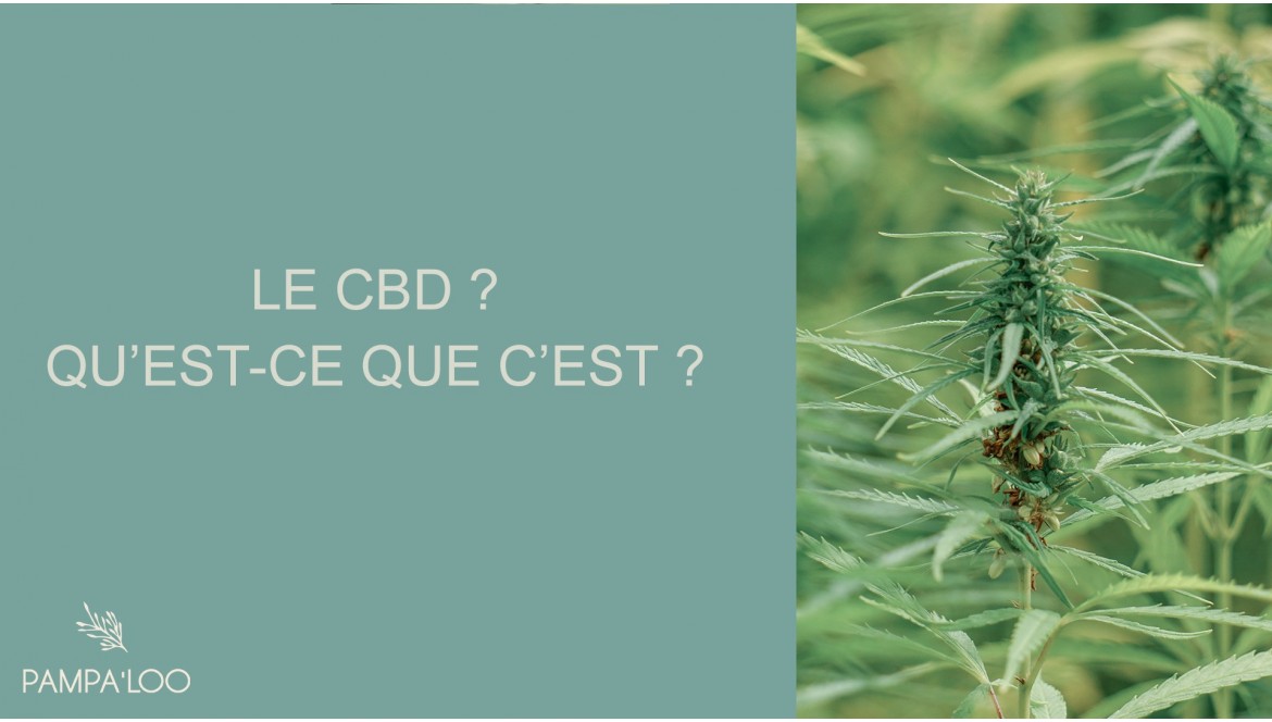 Qu'est-ce que le CBD ?